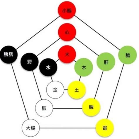 金木水火土 心肝脾肺腎|中醫知識 